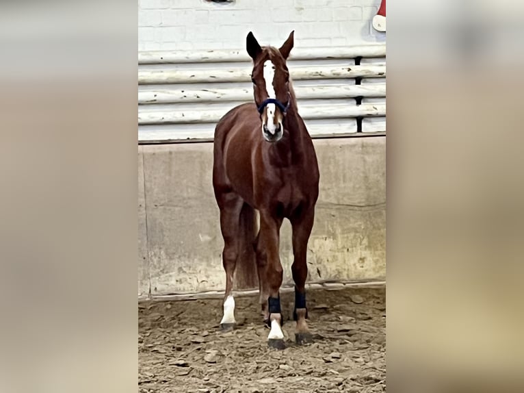 German Riding Horse Mare 5 years 16.1 hh Chestnut-Red in Dorsten