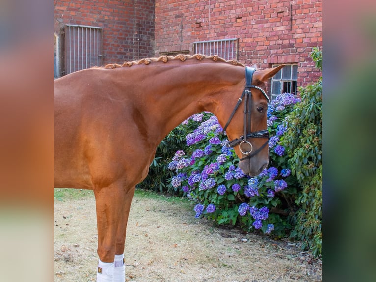 German Riding Horse Mare 5 years 16.1 hh Chestnut-Red in Dorsten