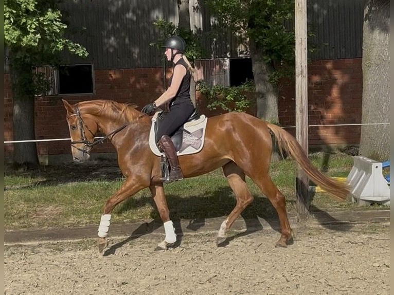 German Riding Horse Mare 5 years 16.1 hh Chestnut-Red in Dorsten