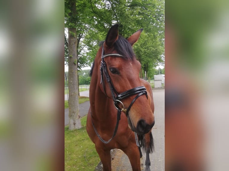 German Riding Horse Mare 5 years 16.2 hh Brown in Everswinkel