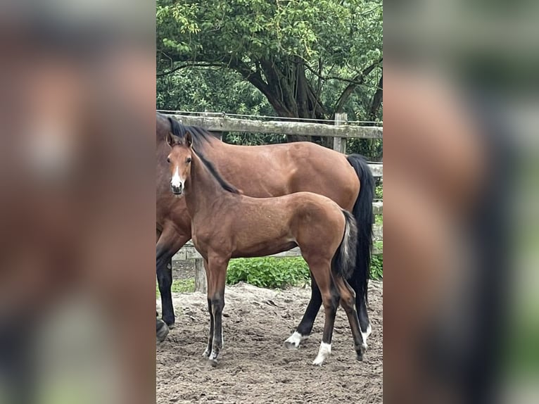 German Riding Horse Mare 5 years 16.2 hh Brown in Laer