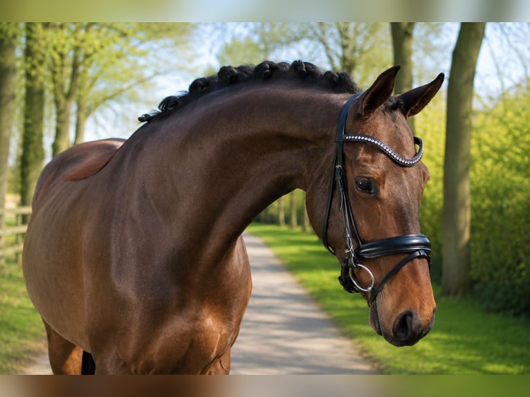 German Riding Horse Mare 5 years 16.2 hh Brown in Recke, bei Osnabrück