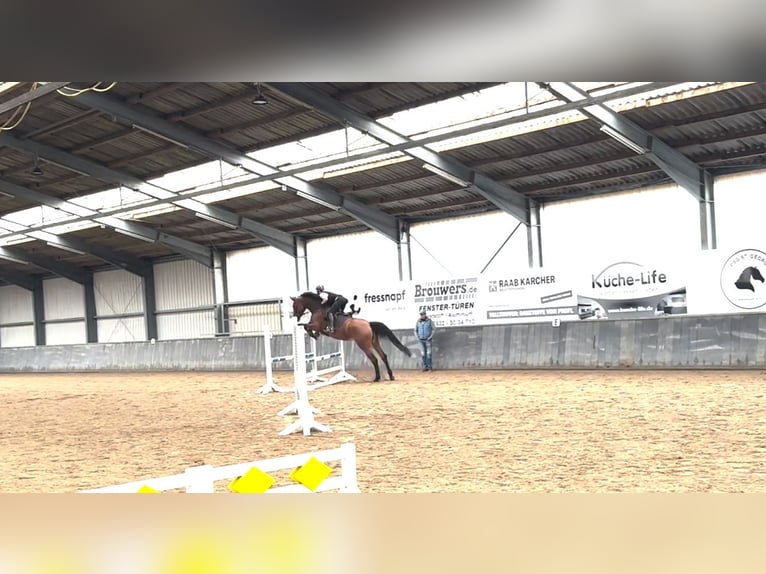 German Riding Horse Mare 5 years 16,2 hh Brown in Kevelaer