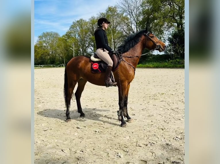 German Riding Horse Mare 5 years 16,2 hh Brown in Kevelaer