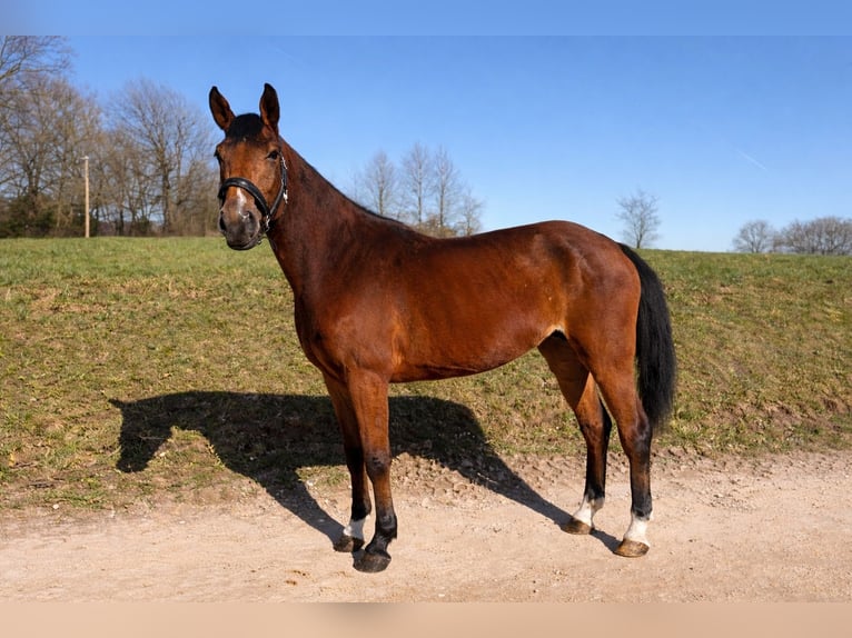 German Riding Horse Mare 5 years 16 hh Brown in Wermelskirchen