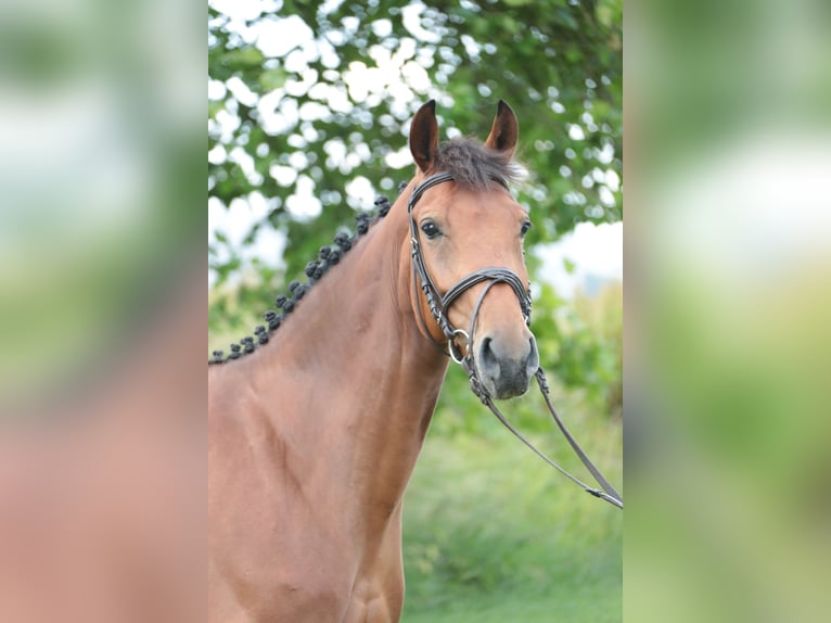 German Riding Horse Mare 5 years 16 hh Brown in Neuenrade