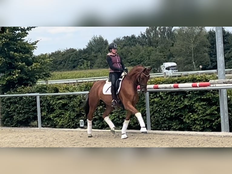 German Riding Horse Mare 5 years 16 hh Chestnut in Sassenberg