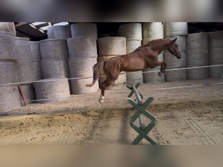 German Riding Horse Mare 5 years 16 hh Chestnut-Red in Ascheberg