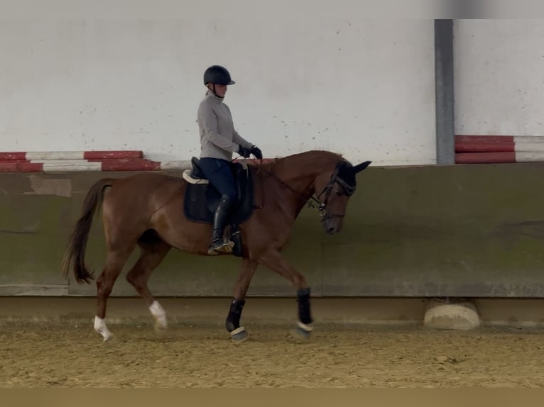 German Riding Horse Mare 5 years 16 hh Chestnut-Red in Ascheberg