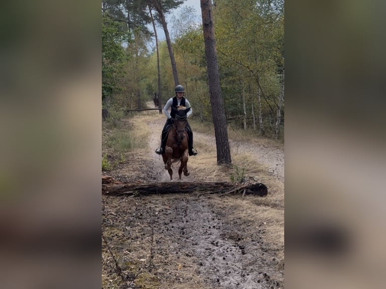 German Riding Horse Mare 5 years 16 hh Chestnut-Red in Ascheberg