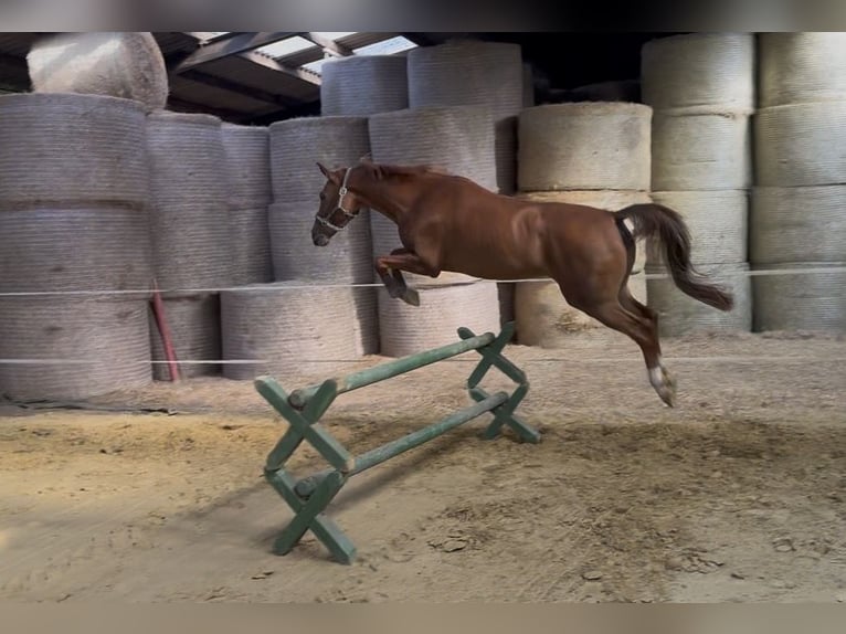 German Riding Horse Mare 5 years 16 hh Chestnut-Red in Ascheberg