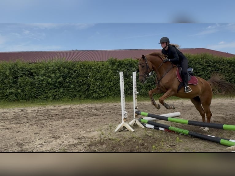 German Riding Horse Mare 5 years 16 hh Chestnut-Red in Ascheberg
