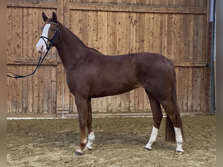 German Riding Horse Mare 5 years 16 hh Chestnut-Red in Hünxe