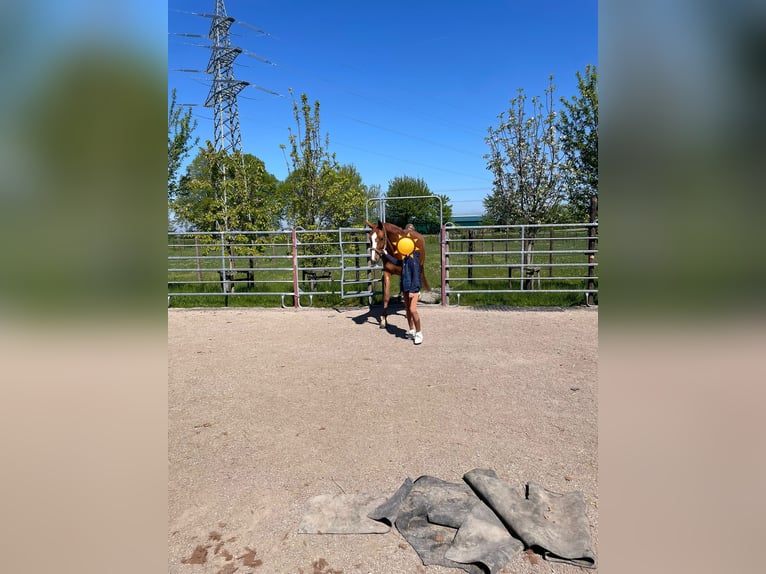 German Riding Horse Mare 5 years 16 hh Chestnut-Red in Bergheim