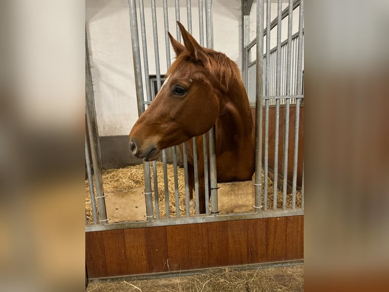 German Riding Horse Mare 5 years 16 hh Chestnut-Red in Essingen