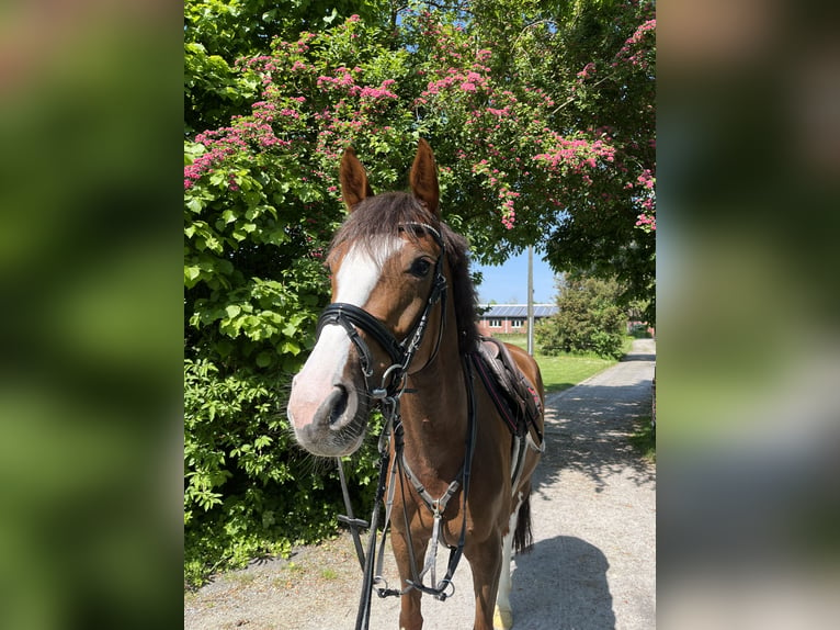 German Riding Horse Mare 5 years 16 hh Chestnut-Red in Lüdinghausen