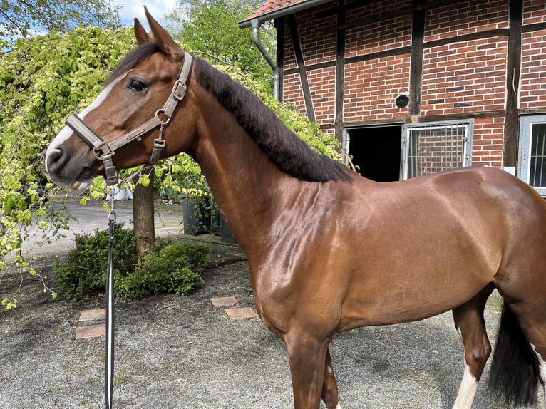 German Riding Horse Mare 5 years 16 hh Chestnut-Red in Lüdinghausen