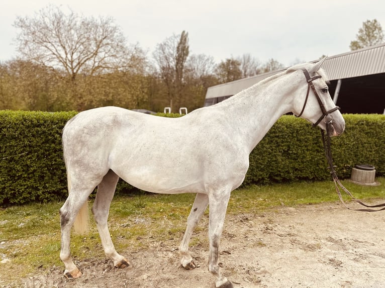 German Riding Horse Mare 5 years 16 hh Gray in Essen