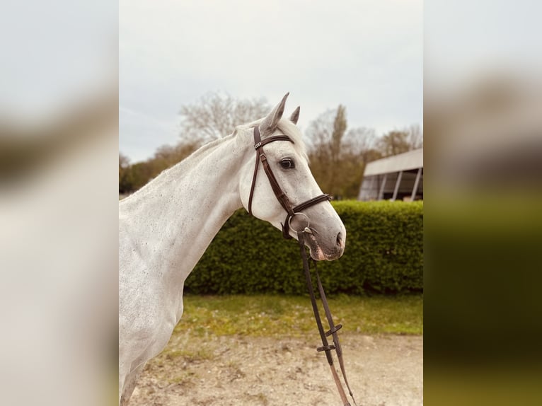 German Riding Horse Mare 5 years 16 hh Gray in Essen