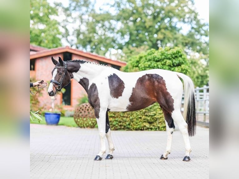 German Riding Horse Mare 5 years 16 hh Pinto in Liebenau
