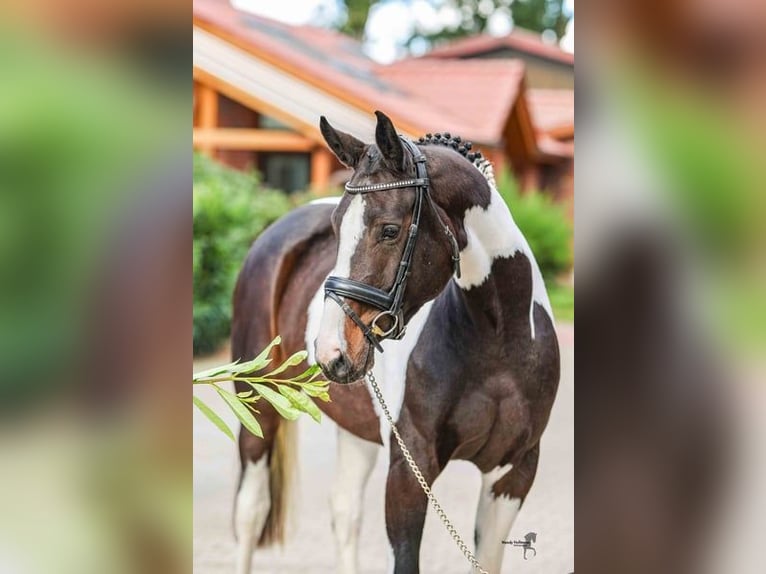 German Riding Horse Mare 5 years 16 hh Pinto in Liebenau