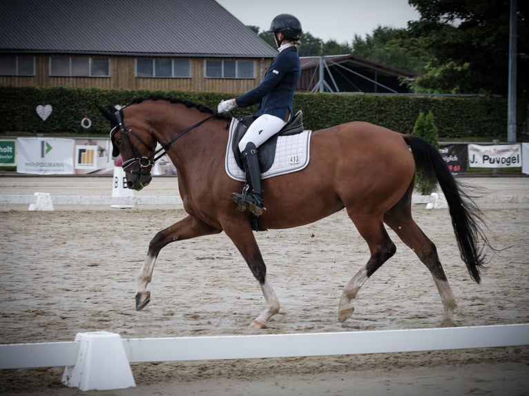 German Riding Horse Mare 5 years 16,1 hh Brown in Warendorf