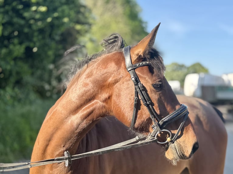 German Riding Horse Mare 5 years 16,2 hh Brown in Grevenbroich
