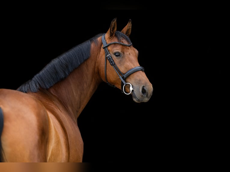 German Riding Horse Mare 5 years 16,2 hh Brown in Witten