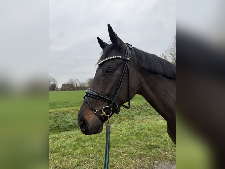 German Riding Horse Mare 5 years 16,2 hh Smoky-Black in Nottuln