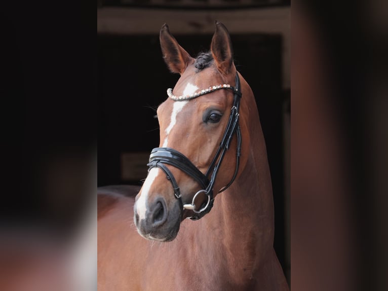 German Riding Horse Mare 5 years 17 hh Brown in Emsdetten
