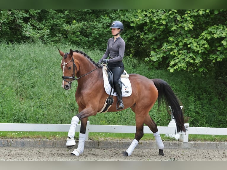German Riding Horse Mare 5 years 17 hh Brown in Emsdetten