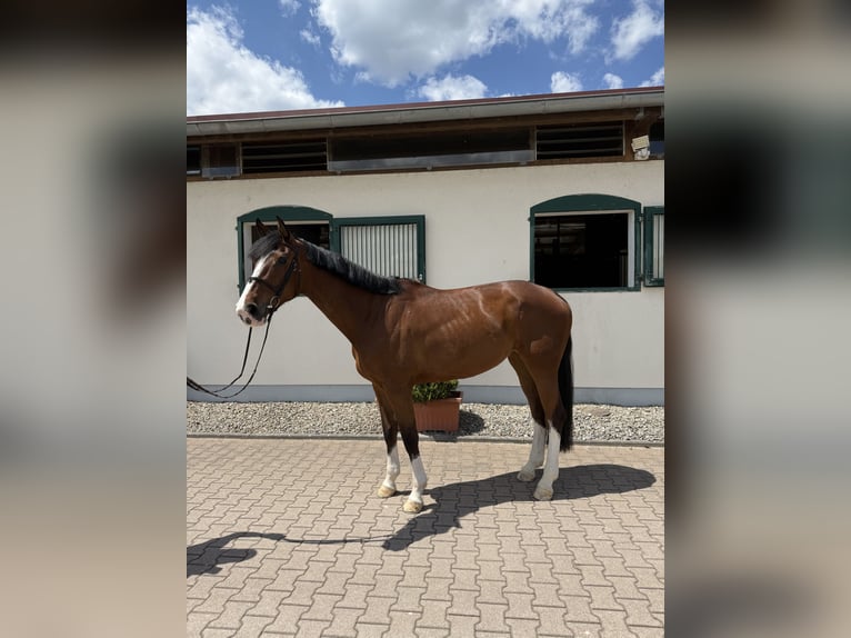 German Riding Horse Mare 5 years 17 hh Brown in NeuriedNeuried