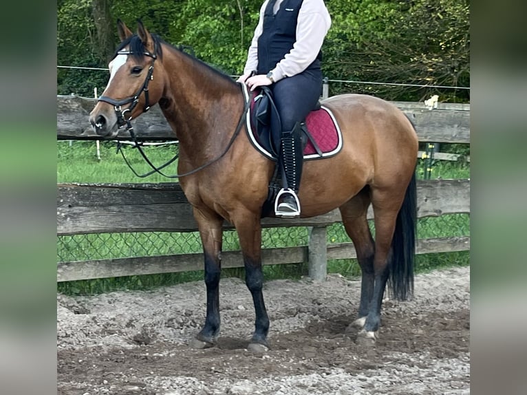 German Riding Horse Mare 6 years 14.2 hh Brown in Heppenheim (Bergstraße)