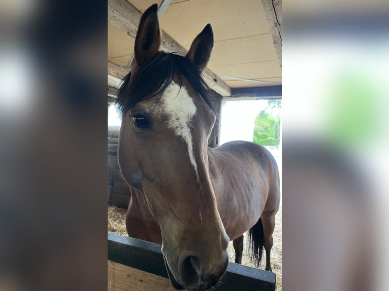 German Riding Horse Mare 6 years 14.2 hh Brown in Heppenheim (Bergstraße)
