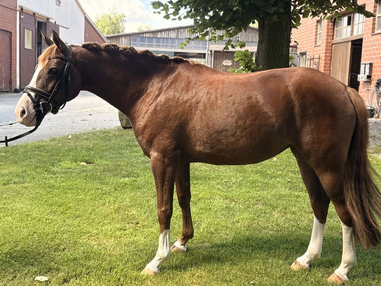 German Riding Horse Mare 6 years 14.2 hh Chestnut in Ibbenbüren