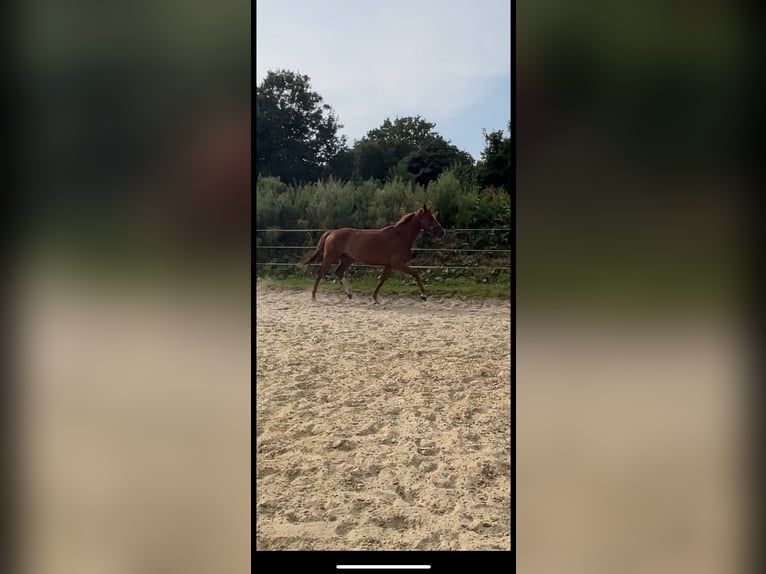 German Riding Horse Mare 6 years 15,1 hh Chestnut-Red in Hünxe