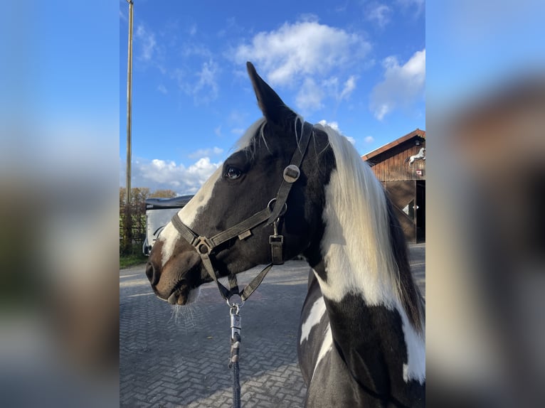 German Riding Horse Mare 6 years 15,2 hh Pinto in Sendenhorst