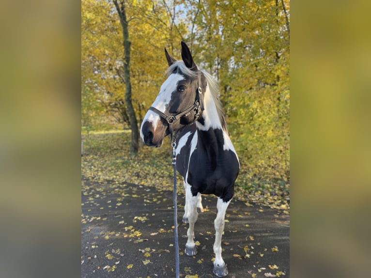 German Riding Horse Mare 6 years 15,2 hh Pinto in Sendenhorst