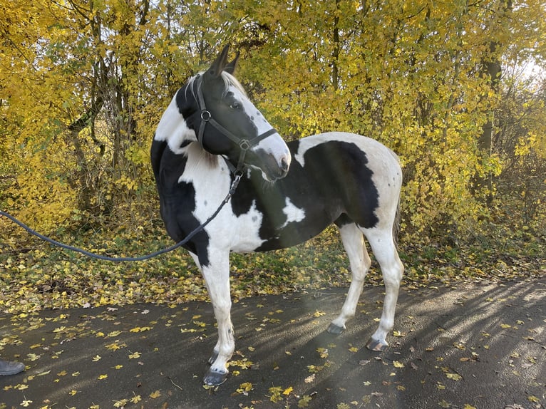 German Riding Horse Mare 6 years 15,2 hh Pinto in Sendenhorst