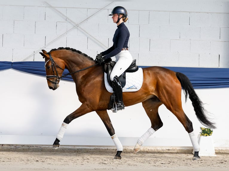 German Riding Horse Mare 6 years 15.3 hh Brown in Marsberg