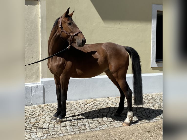 German Riding Horse Mare 6 years 16.1 hh Brown in Herzberg