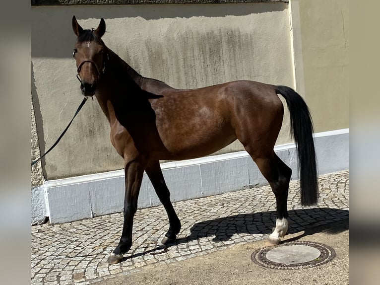 German Riding Horse Mare 6 years 16.1 hh Brown in Herzberg