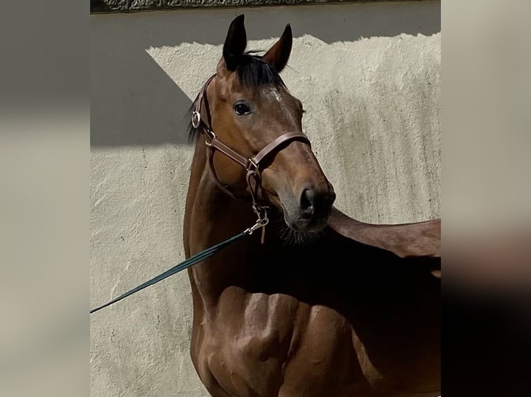 German Riding Horse Mare 6 years 16.1 hh Brown in Herzberg