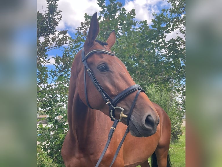 German Riding Horse Mare 6 years 16.1 hh Brown in Unterneukirchen