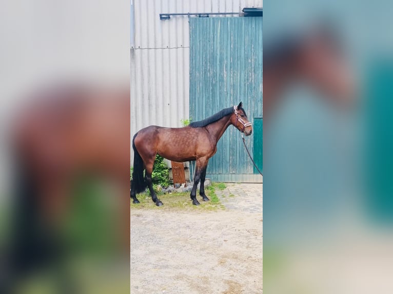 German Riding Horse Mare 6 years 16,1 hh Brown in Grevenbroich