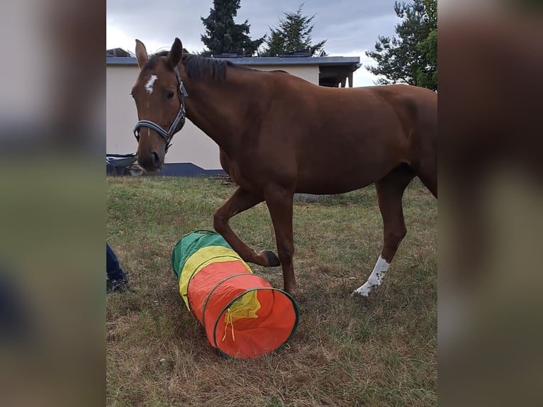 German Riding Horse Mare 6 years 16.1 hh Chestnut in Parthenstein