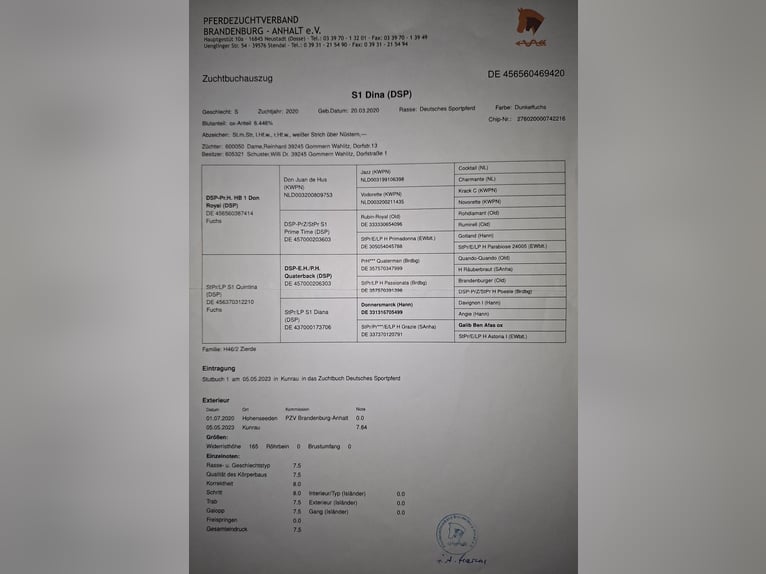 German Riding Horse Mare 6 years 16.1 hh Chestnut in Parthenstein