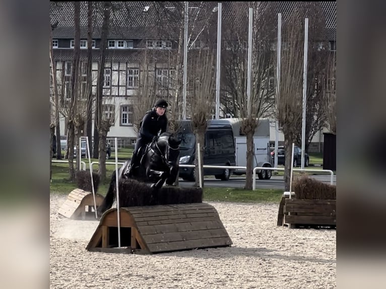 German Riding Horse Mare 6 years 16,1 hh Smoky-Black in Fröndenberg