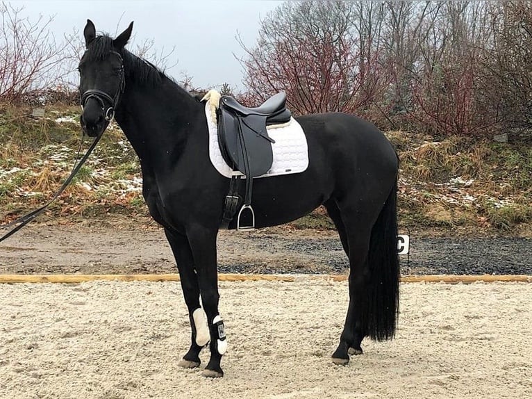 German Riding Horse Mare 6 years 16,2 hh Black in Priestewitz