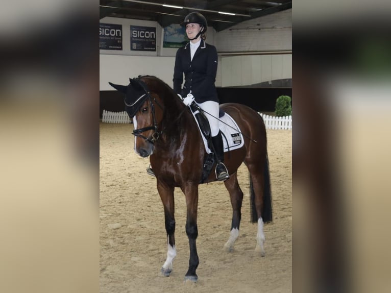 German Riding Horse Mare 6 years 16 hh Brown in Legden